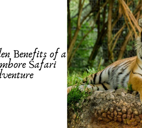 The Hidden Benefits of a Ranthambore Safari Adventure 