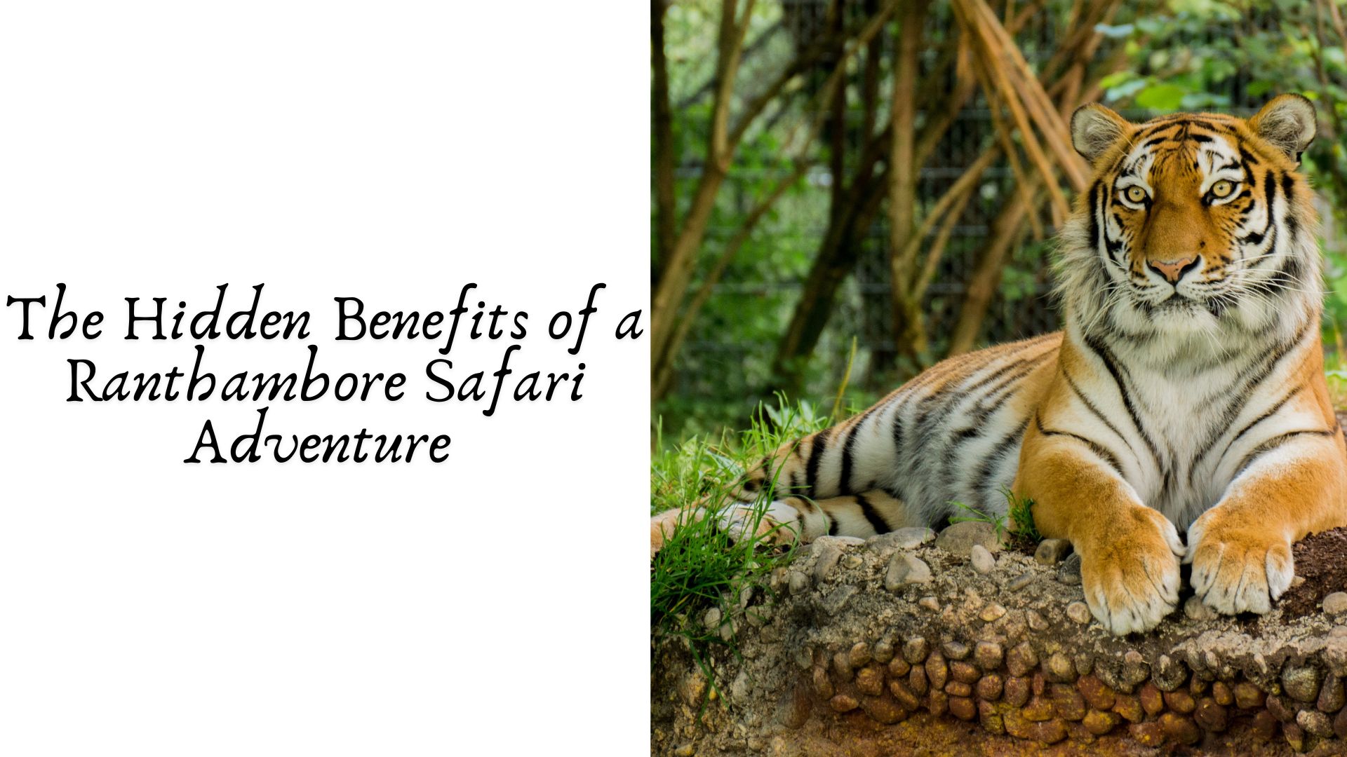 The Hidden Benefits of a Ranthambore Safari Adventure 