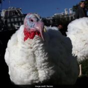 Why US Presidents Pardon Turkeys On Thanksgiving Day? History And Significance