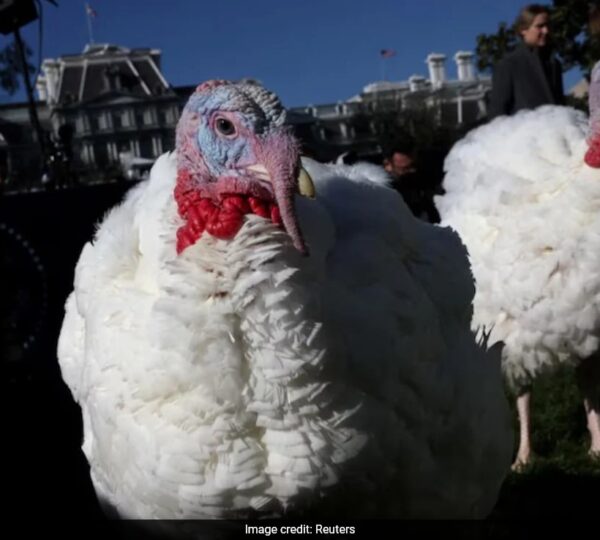 Why US Presidents Pardon Turkeys On Thanksgiving Day? History And Significance