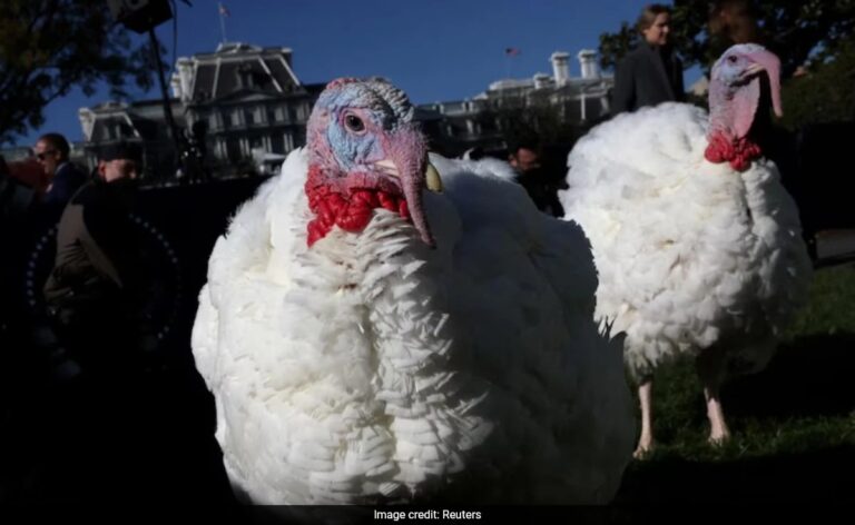 Why US Presidents Pardon Turkeys On Thanksgiving Day? History And Significance