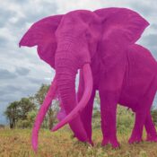 What The Pink Elephant Test Reveals About Your Ability To Control Thoughts