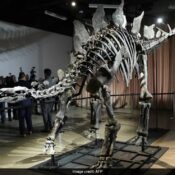 World’s Most Expensive Dinosaur Fossil ‘Apex’ Returns To NYC Museum