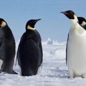 India Post Unveils Postcards Featuring Penguins From Antarctica